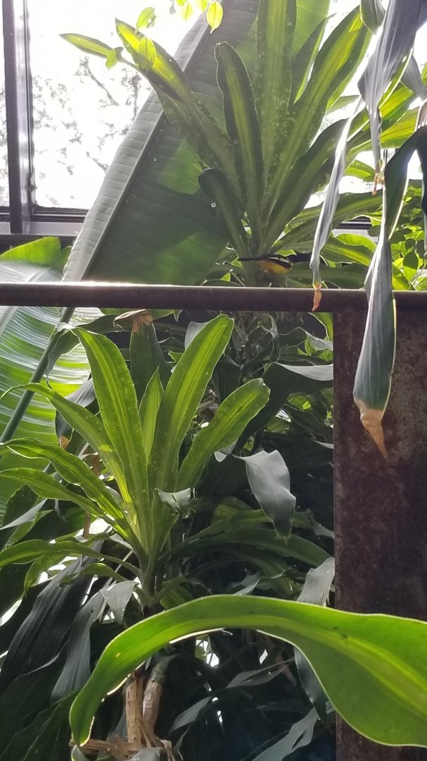 Rosamond Gifford - Tropical aviary