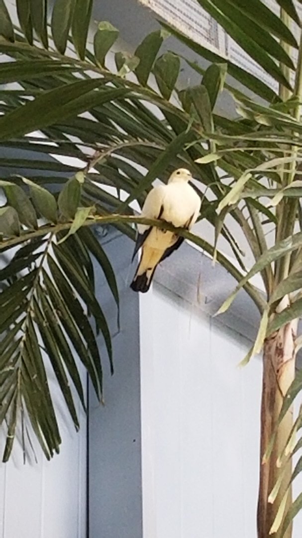 Rosamond Gifford - Tropical aviary