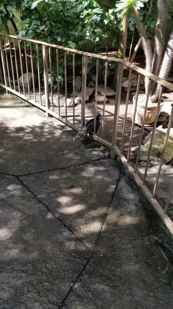 Rosamond Gifford - Tropical aviary