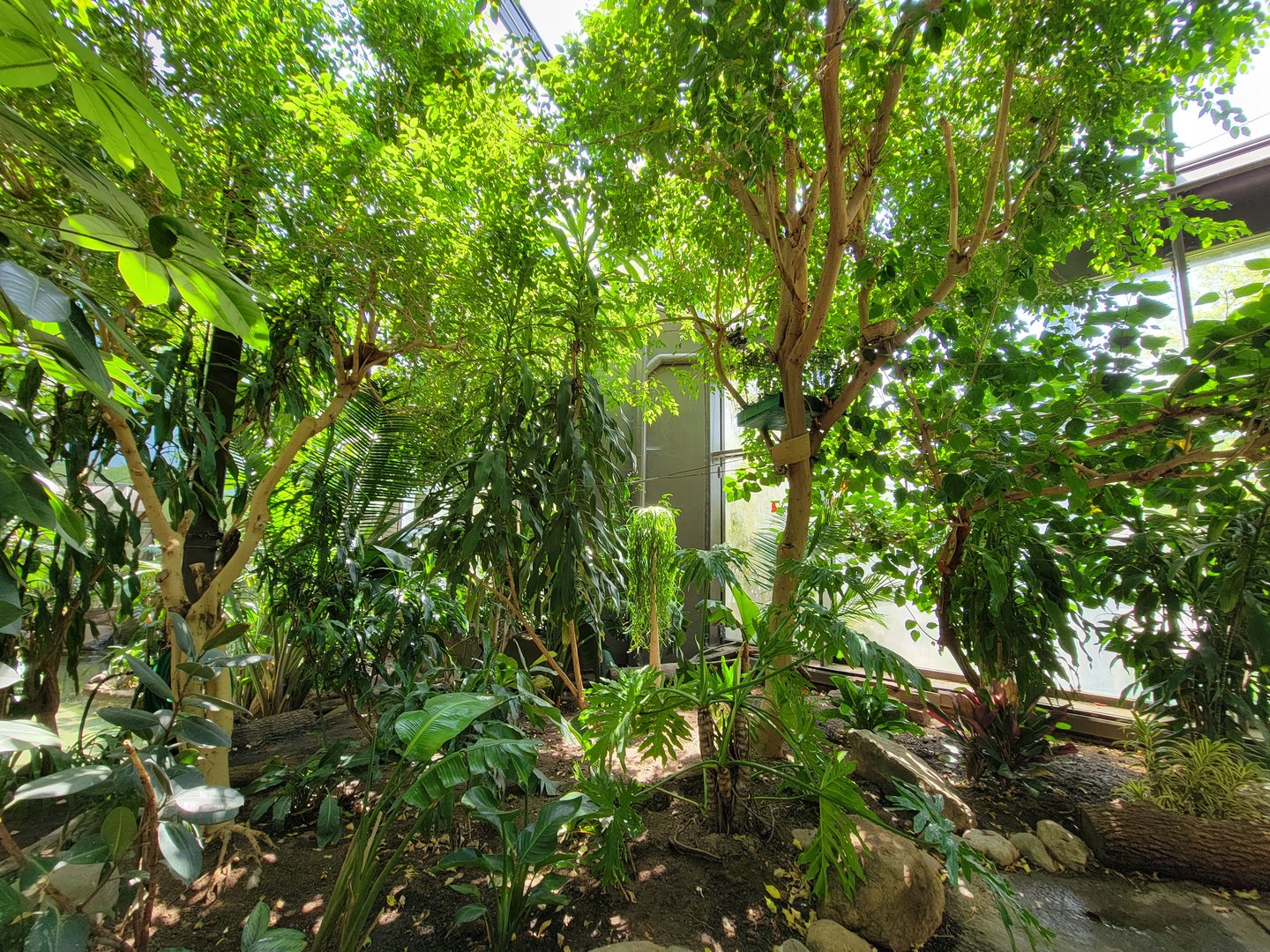 Rosamond Gifford - Tropical aviary