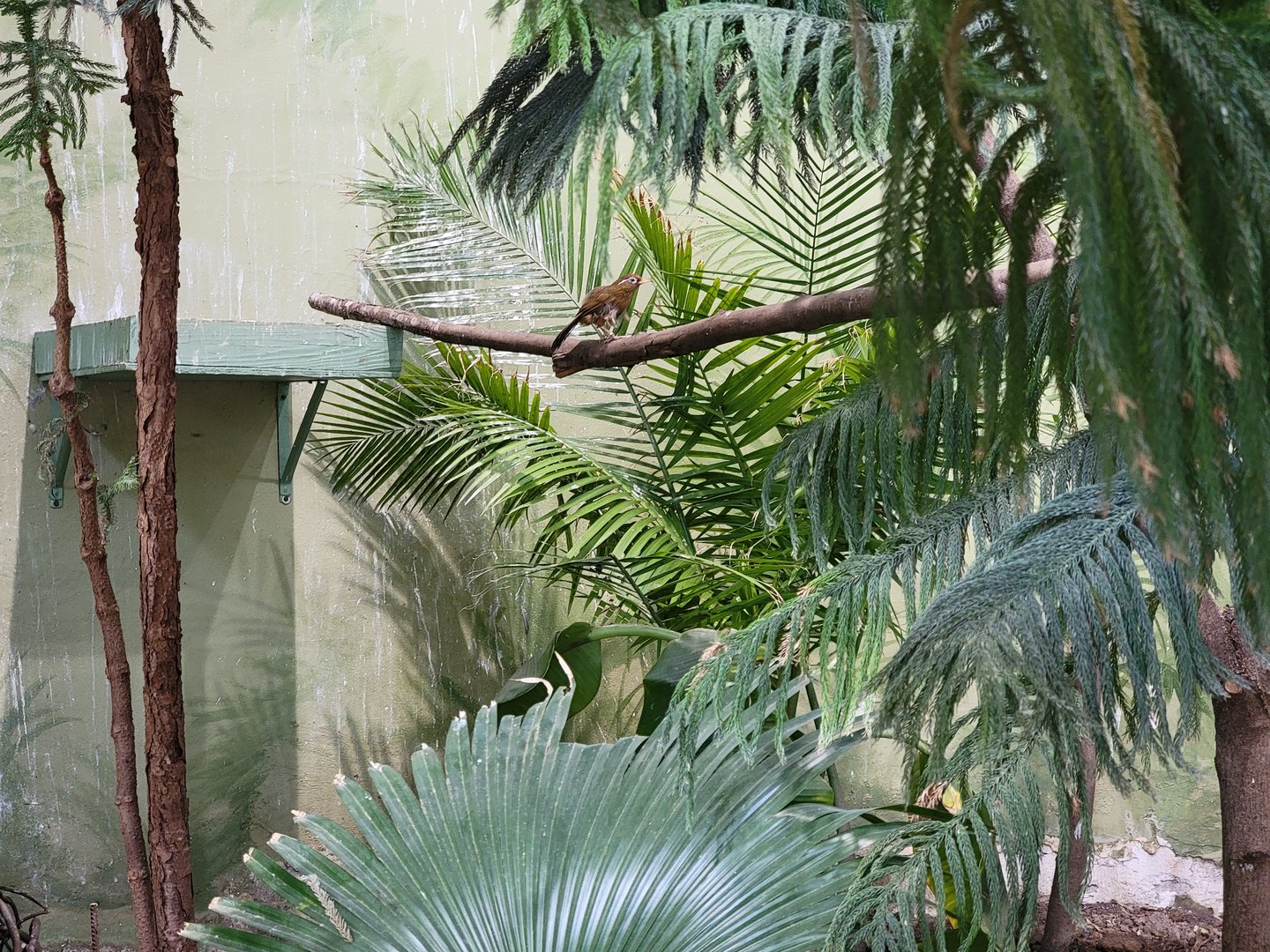 Rosamond Gifford - Tropical aviary