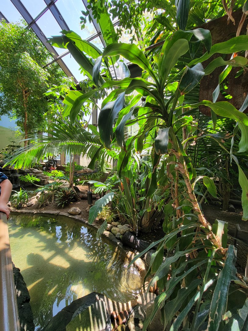 Rosamond Gifford - Tropical aviary