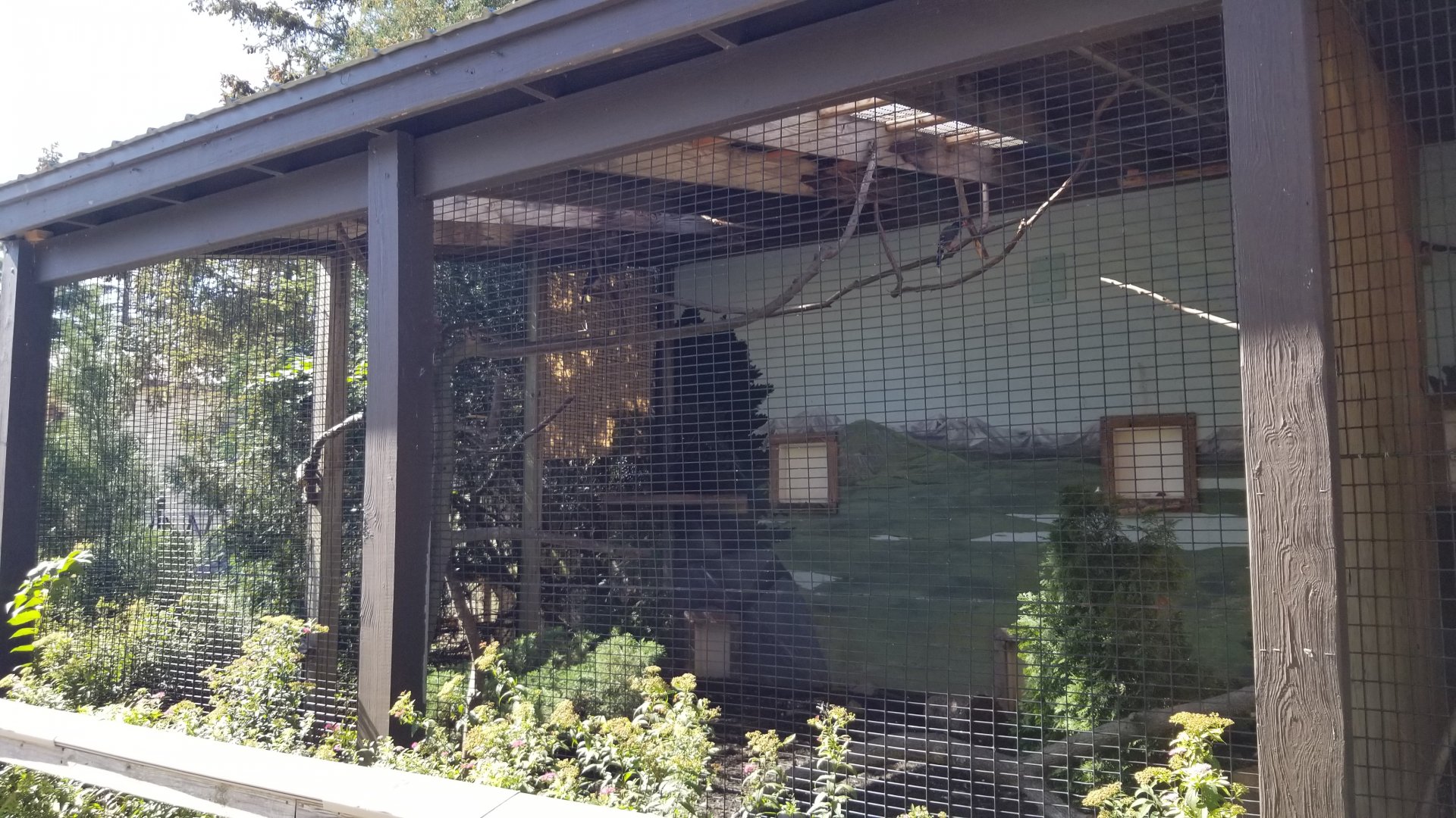 Rosamond Gifford - Turkey vulture, red-billed blue magpie