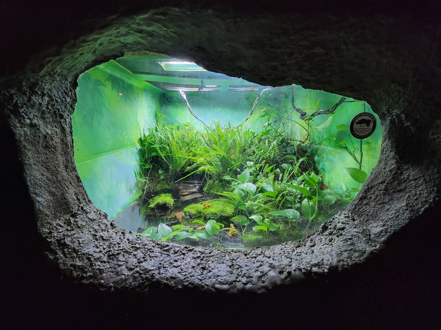 Rosamond Gifford - Unsigned Panamanian golden frogs