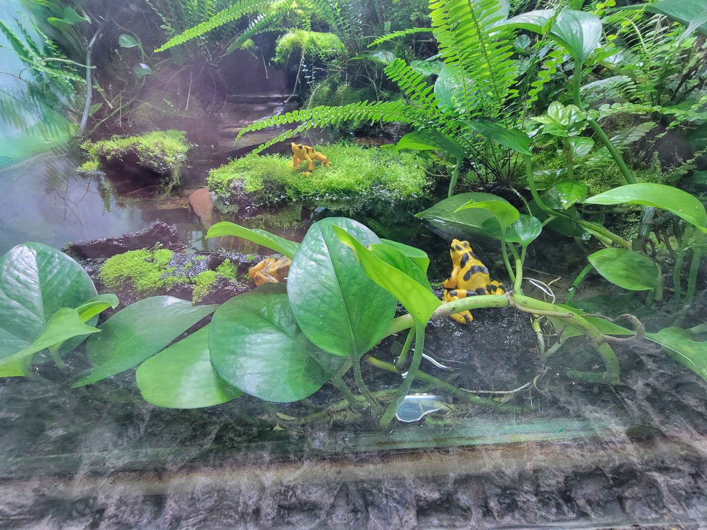 Rosamond Gifford - Unsigned Panamanian golden frogs