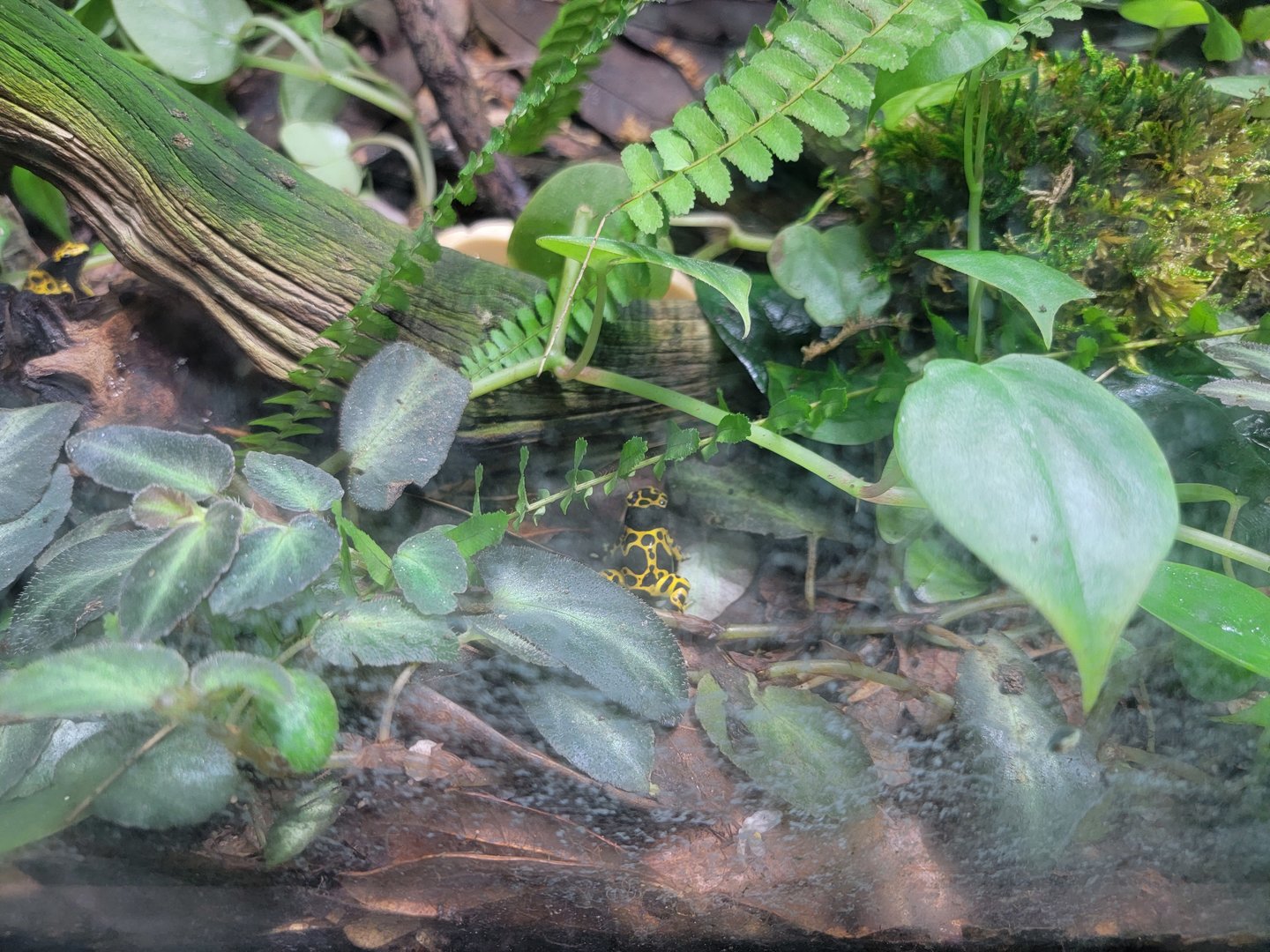 Rosamond Gifford - Unsigned poison dart frogs, bumblebee