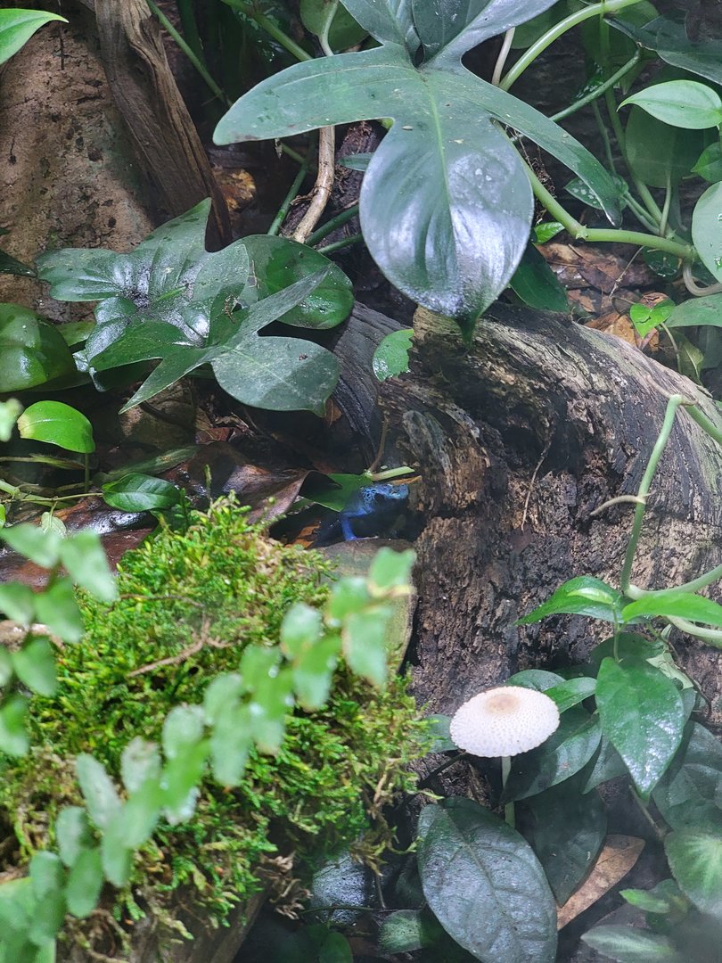 Rosamond Gifford - Unsigned poison dart frogs, dyeing (blue)