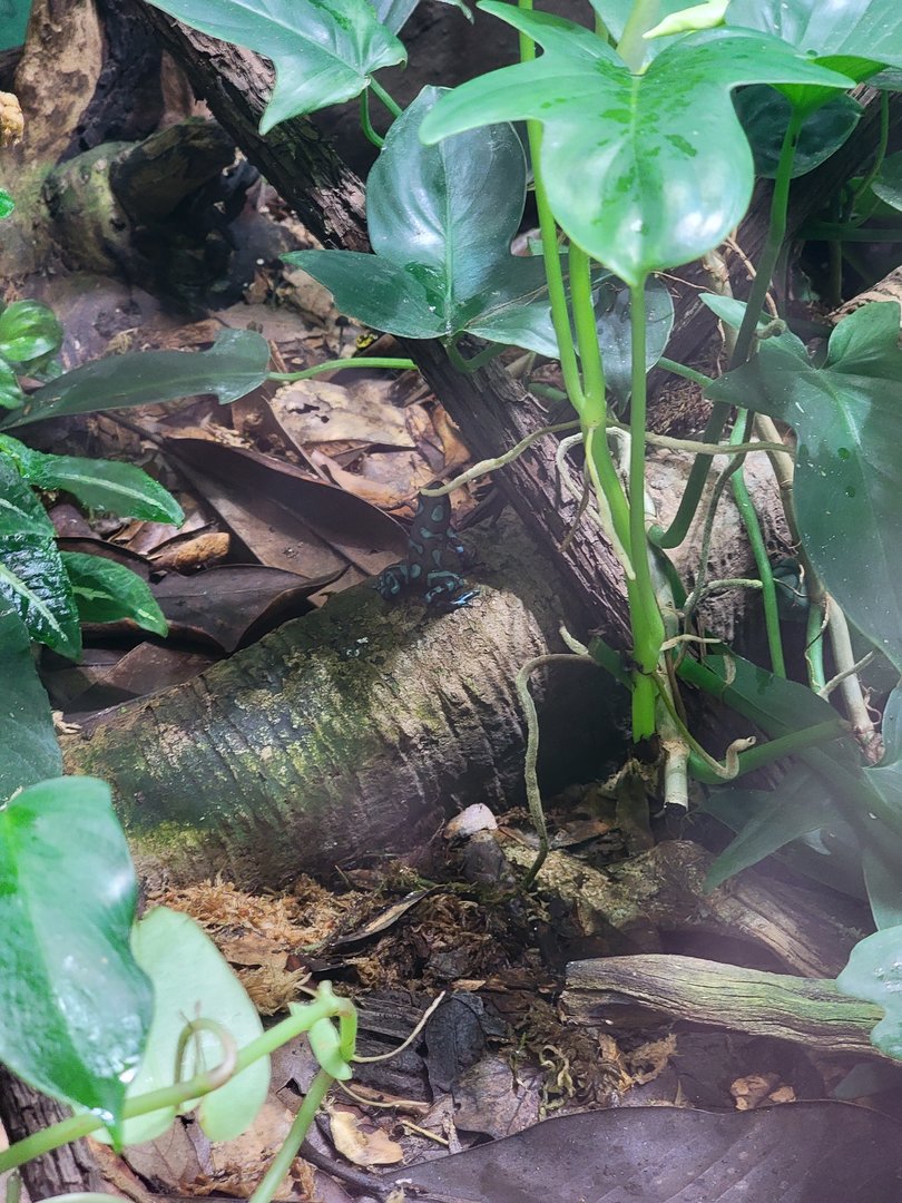 Rosamond Gifford - Unsigned poison dart frogs, green and black