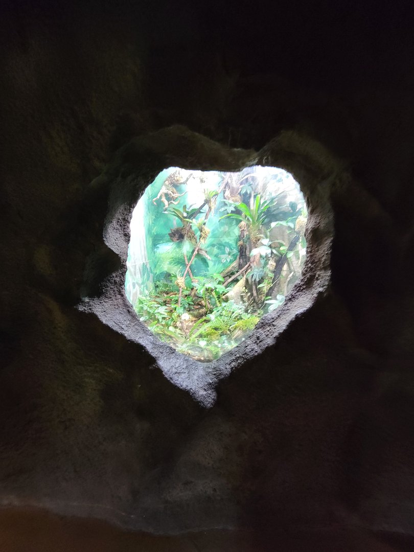 Rosamond Gifford - Unsigned poison dart frogs