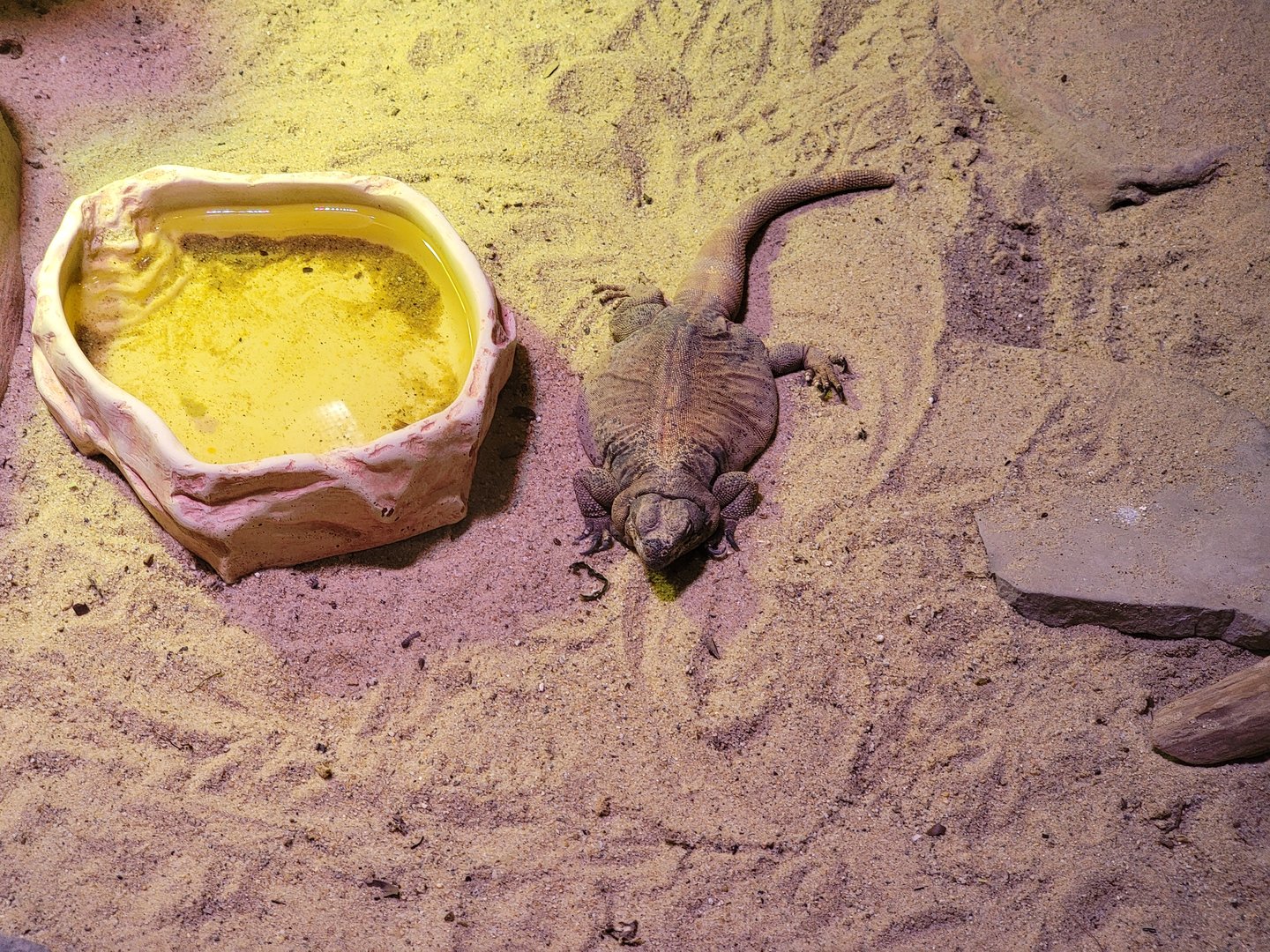 Rosamond Gifford - Unsigned southwest USA herp exhibit, chuckwalla