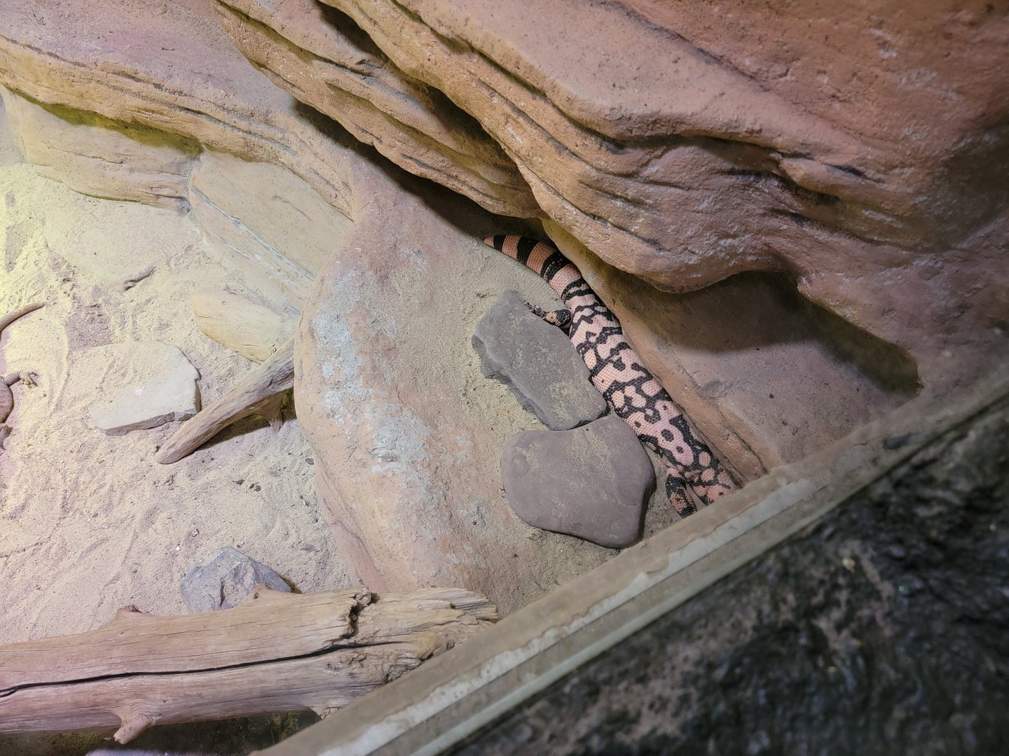Rosamond Gifford - Unsigned southwest USA herp exhibit, gila monster