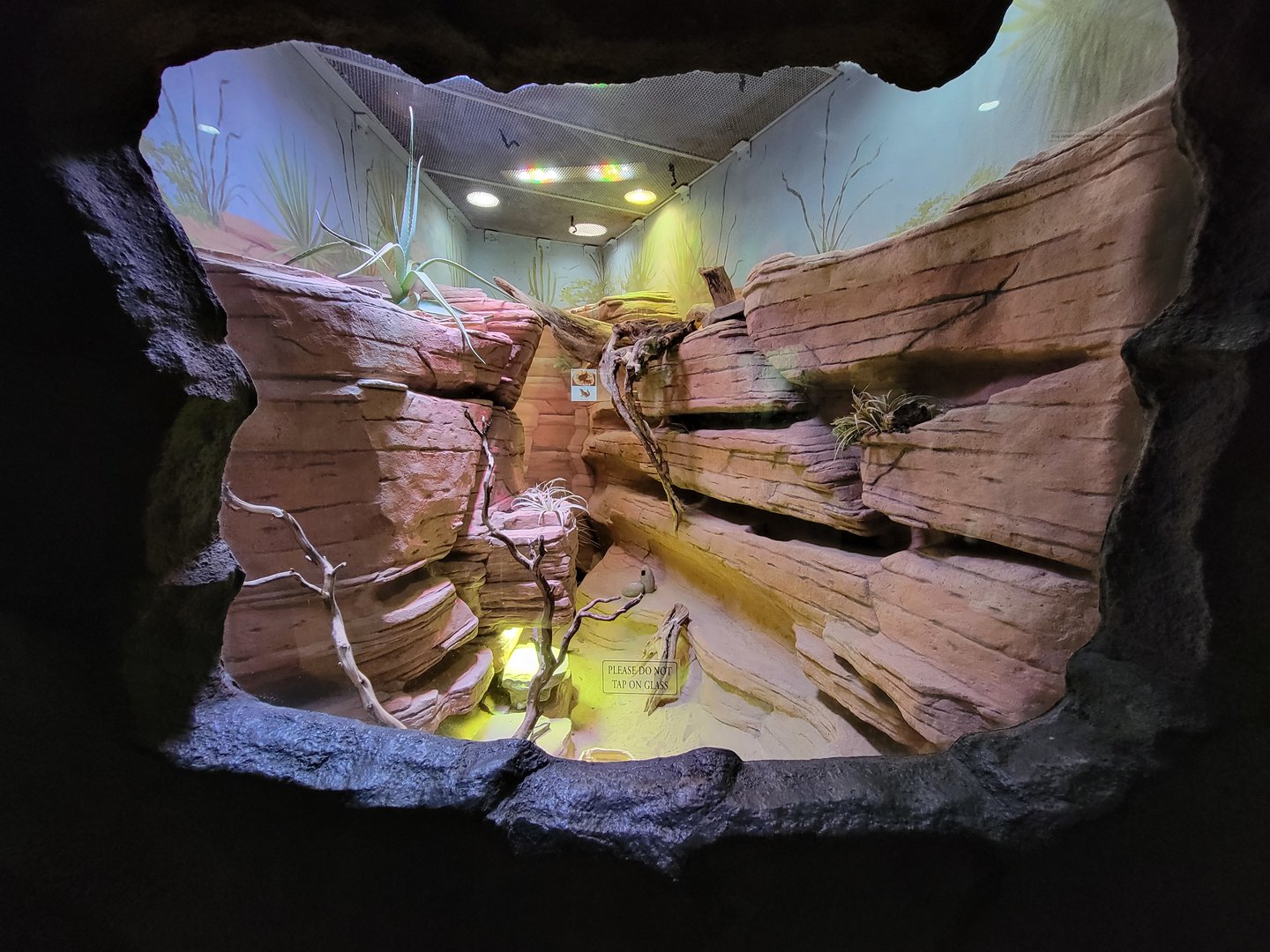 Rosamond Gifford - Unsigned southwest USA herp exhibit