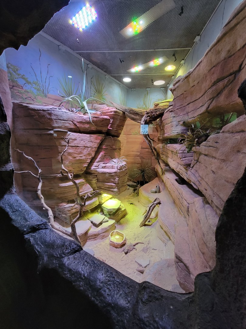 Rosamond Gifford - Unsigned southwest USA herp exhibit