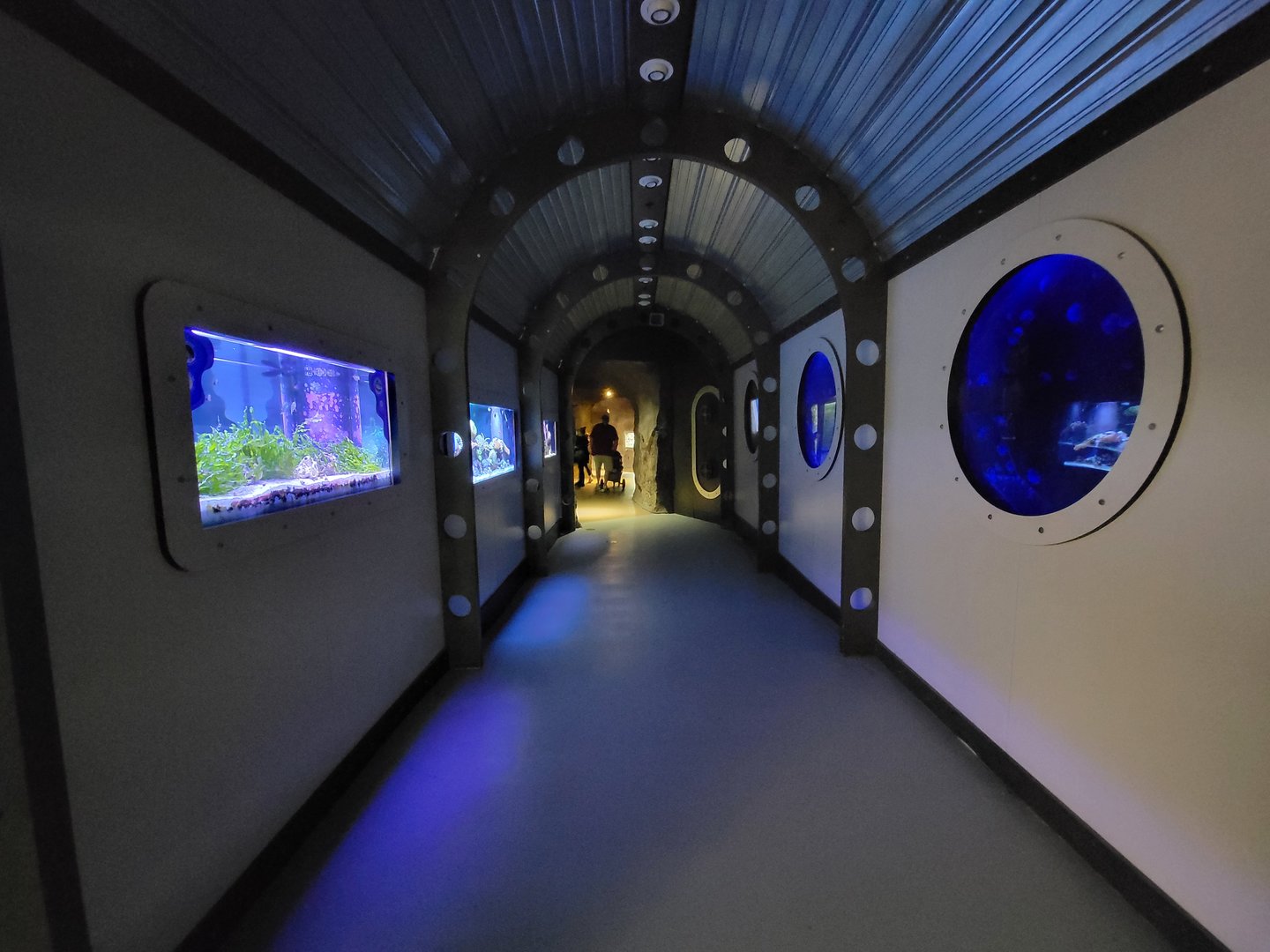 Rosamond Gifford - USS Antiquities from main entrance; fish on left, moon jellies on right