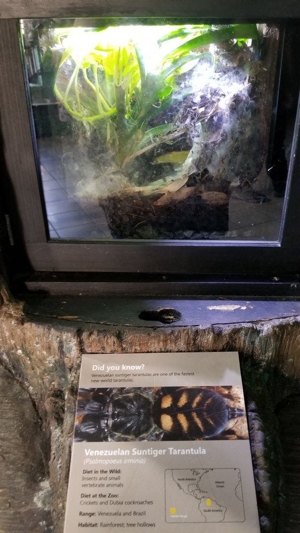 Rosamond Gifford - Venezuelan suntiger tarantula