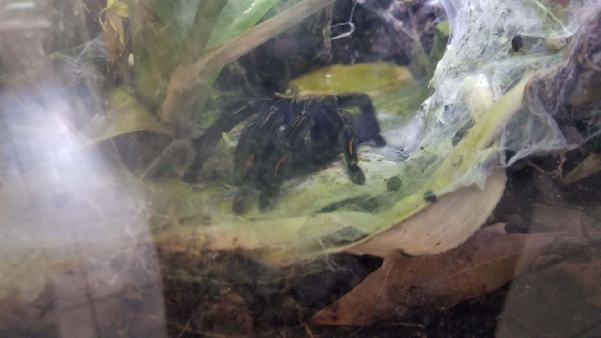 Rosamond Gifford - Venezuelan suntiger tarantula