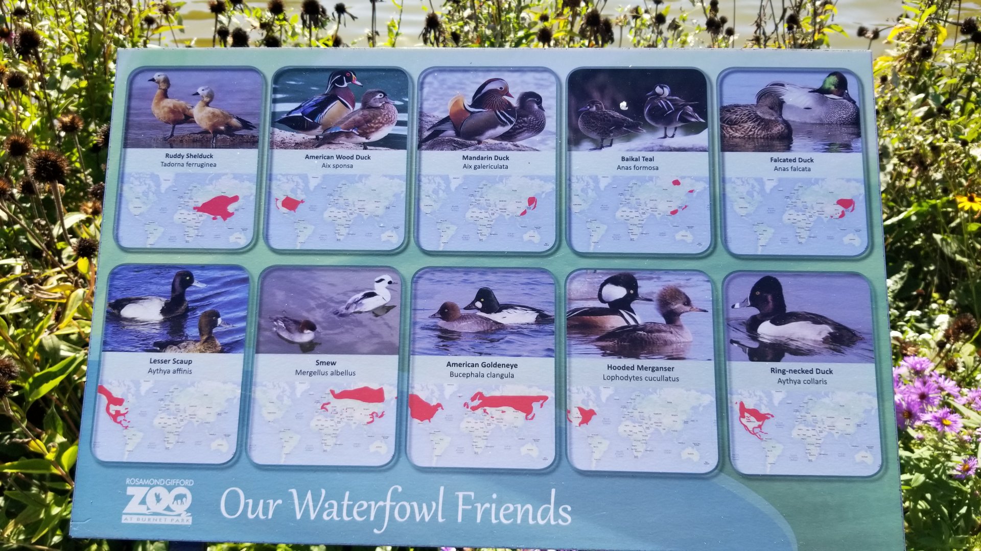 Rosamond Gifford - Waterfowl in pond