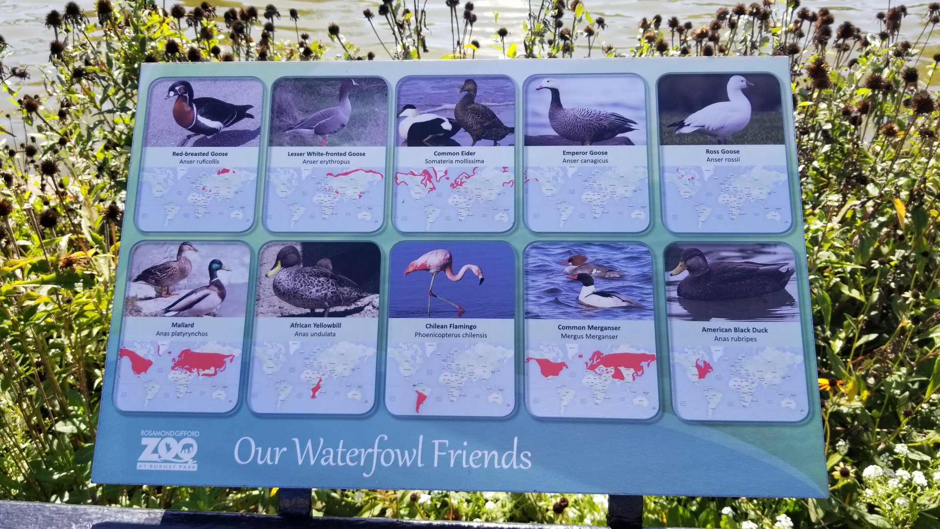 Rosamond Gifford - Waterfowl in pond