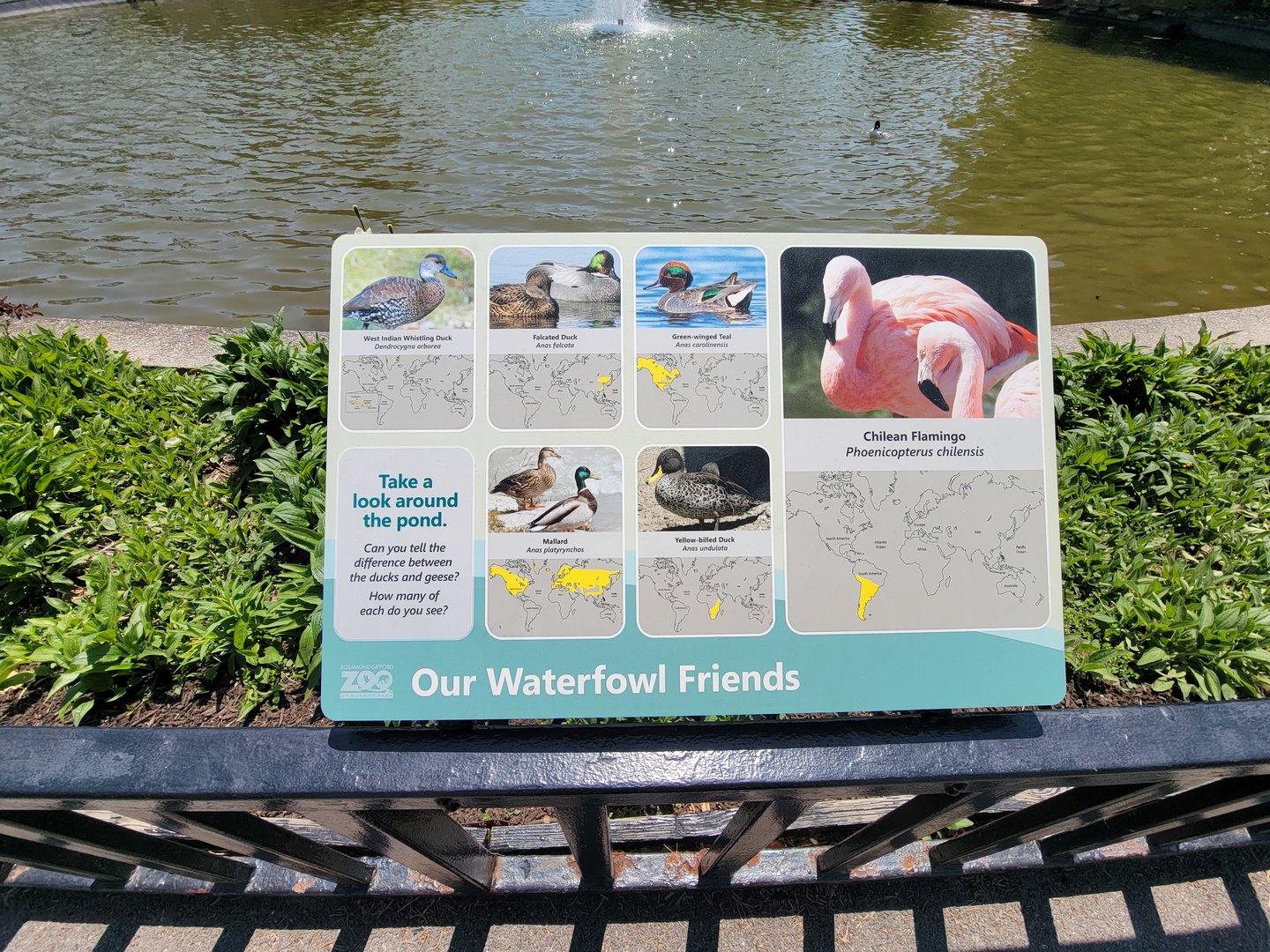 Rosamond Gifford - Waterfowl pond species