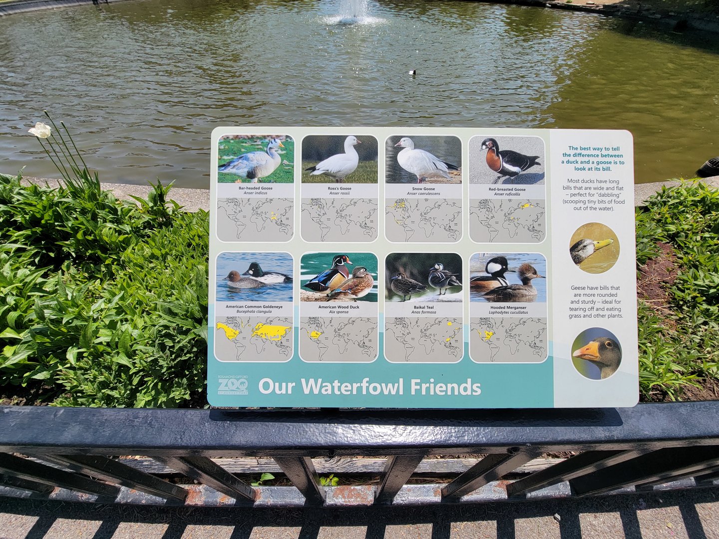 Rosamond Gifford - Waterfowl pond species