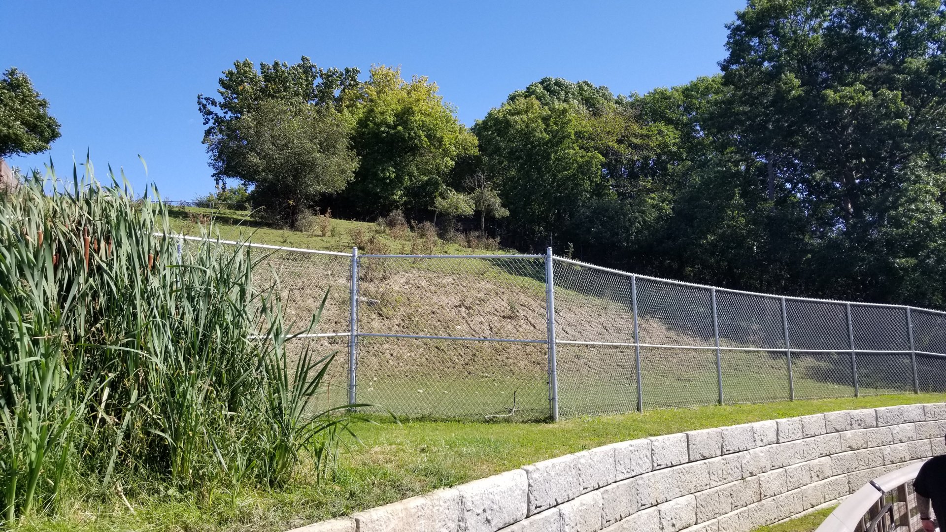 Rosamond Gifford - White-lipped deer