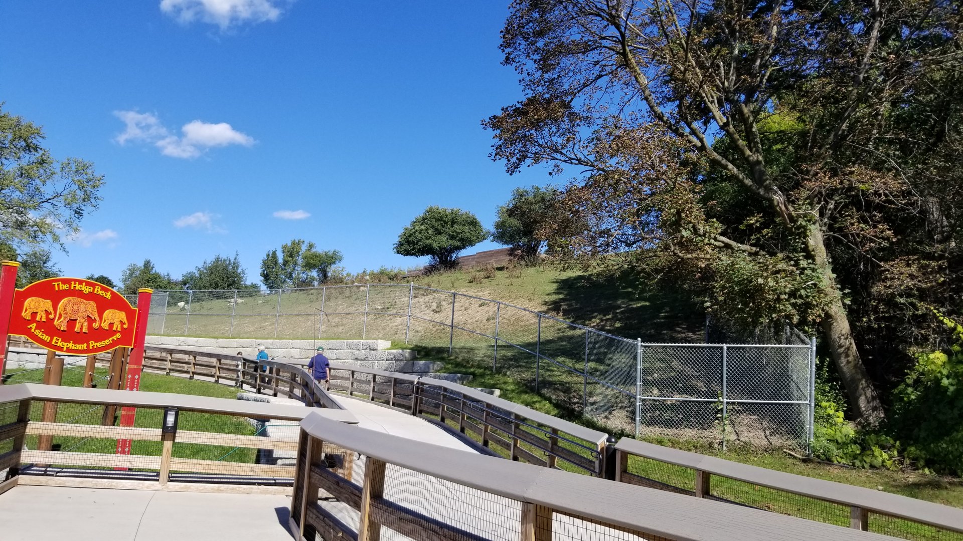 Rosamond Gifford - White-lipped deer