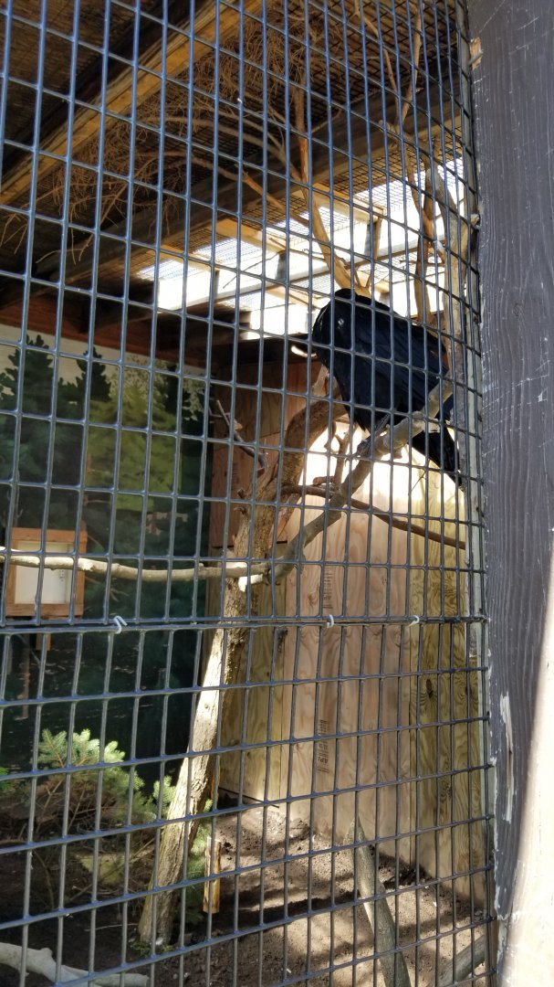 Rosamond Gifford - White-necked raven