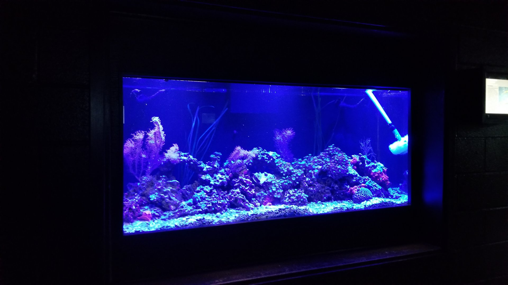 Rosamond Gifford - Yellow-banded pipefish tank