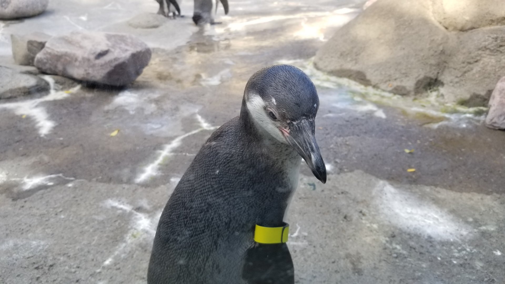 Rosamond Gifford - young Huboldt penguin
