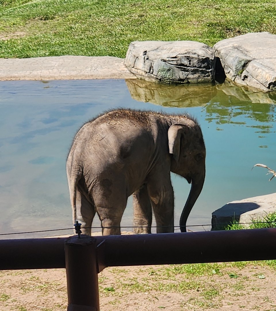 Rosamond Gifford Zoo - Baby elephant