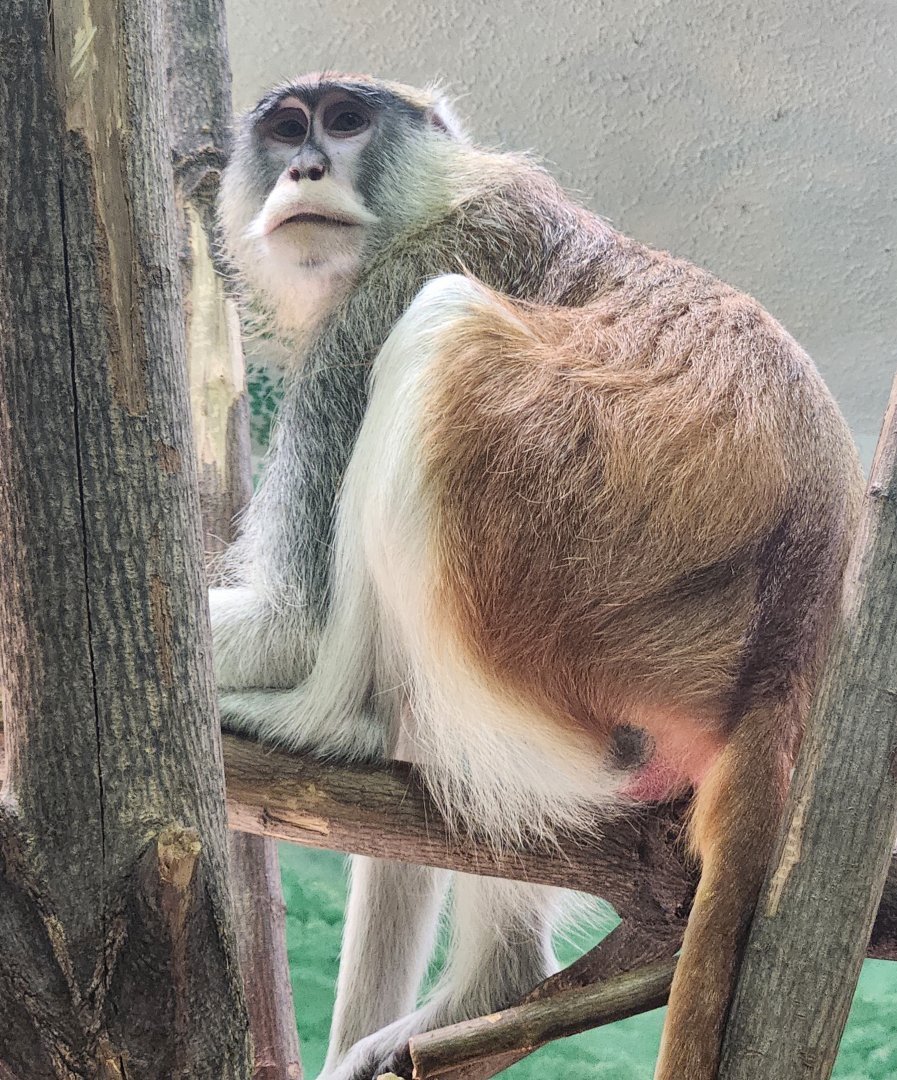 Rosamond Gifford Zoo - Patas Monkey