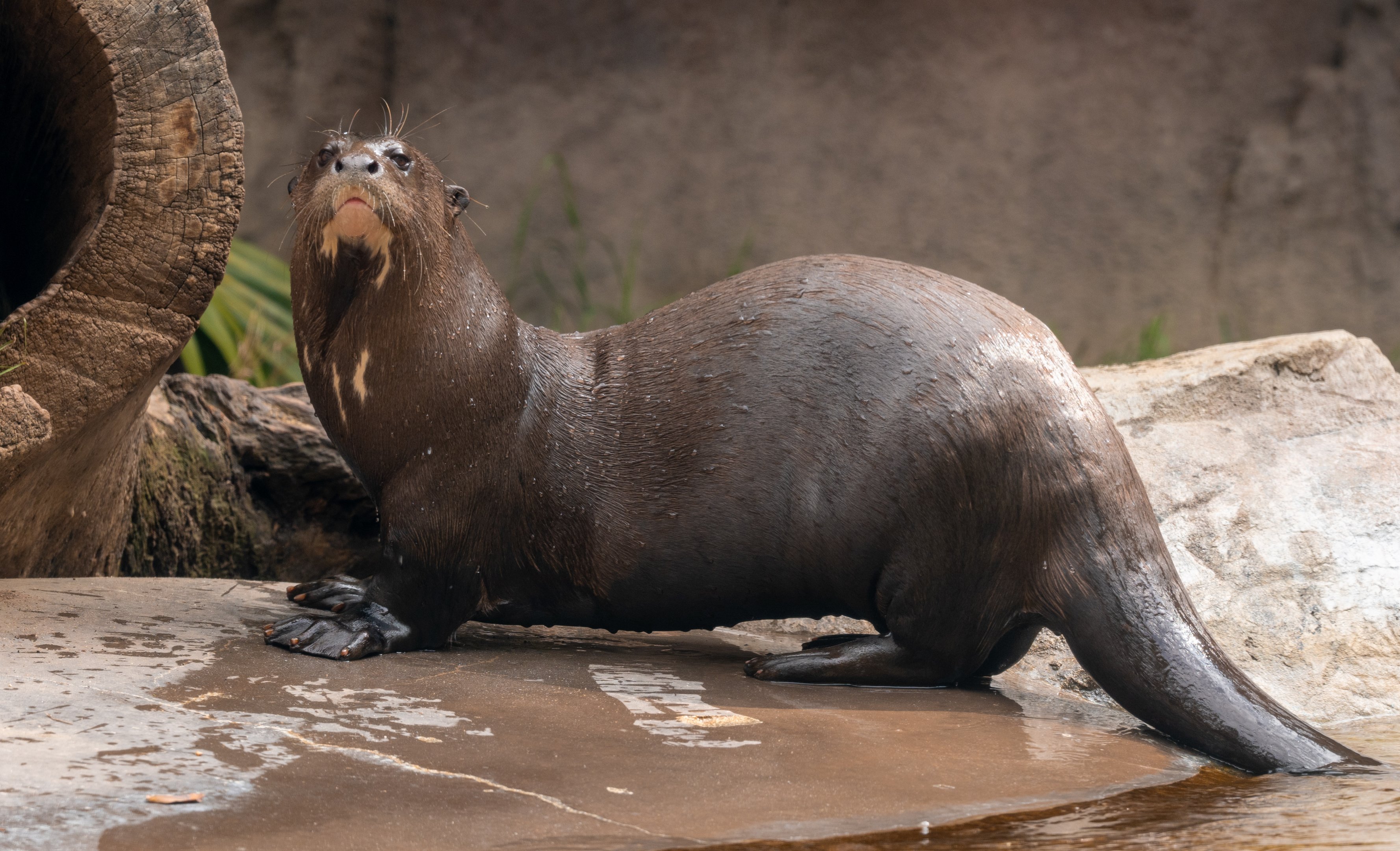 Rosario the Giant Otter