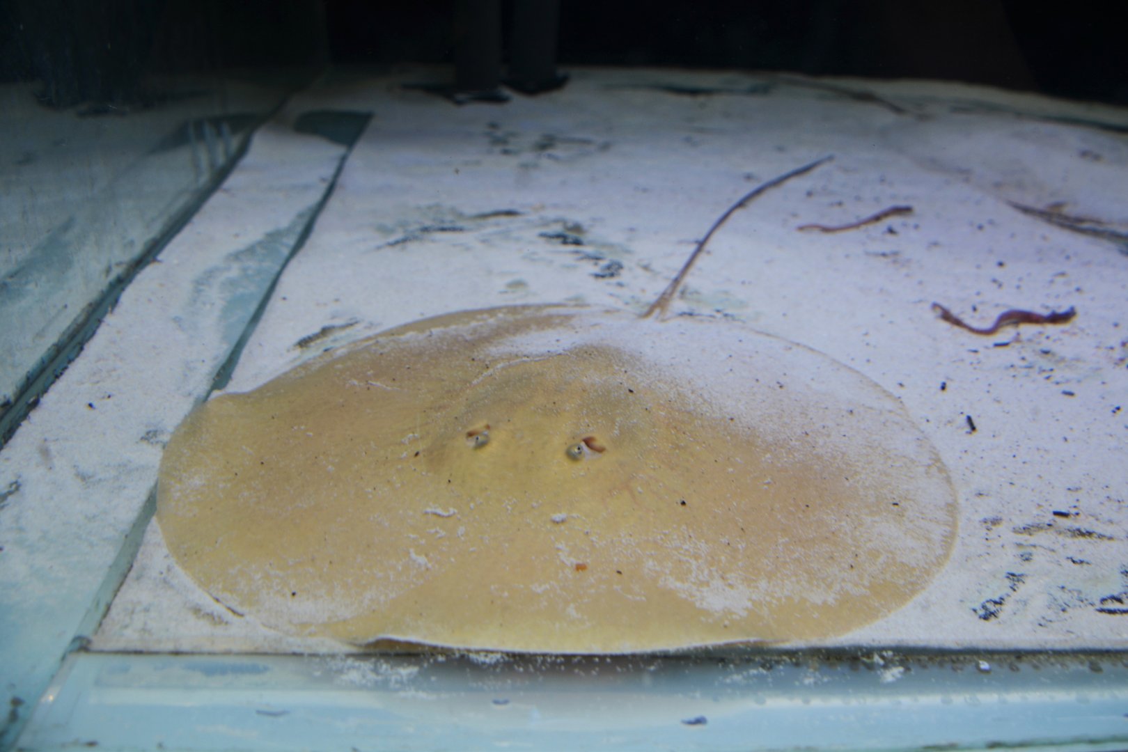 Rosa's round ray (Heliotrygon rosai)