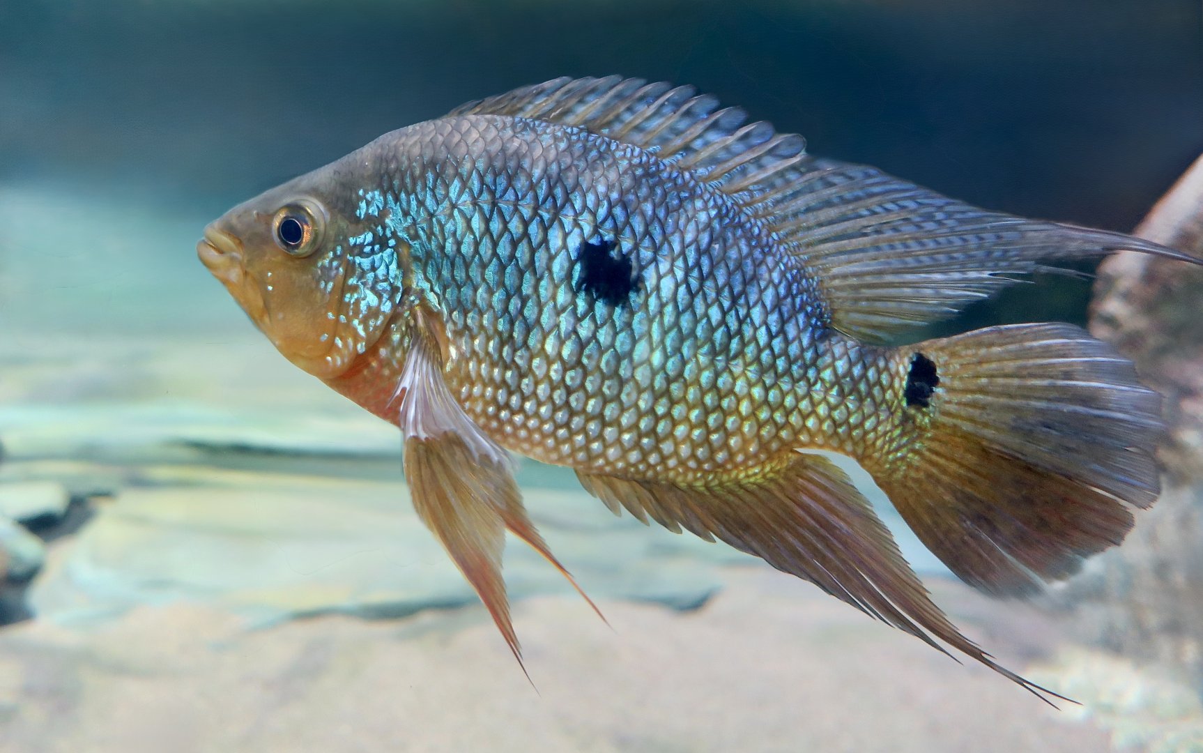 Rose Acara (Caquetaia spectabilis)