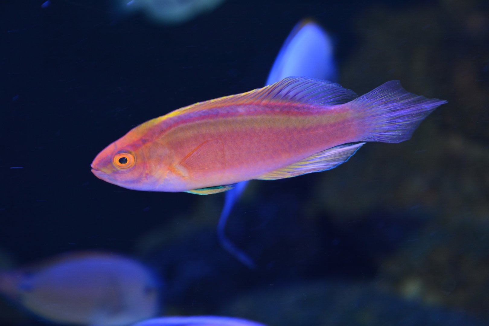 Rose-band fairy wrasse (Cirrhilabrus roseafascia)