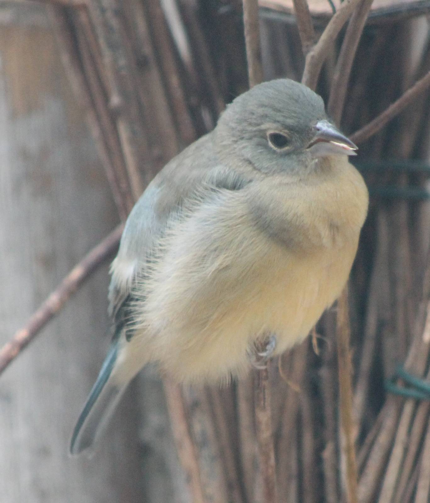 Rose-bellied bunting aka Rosita;s bunting - female