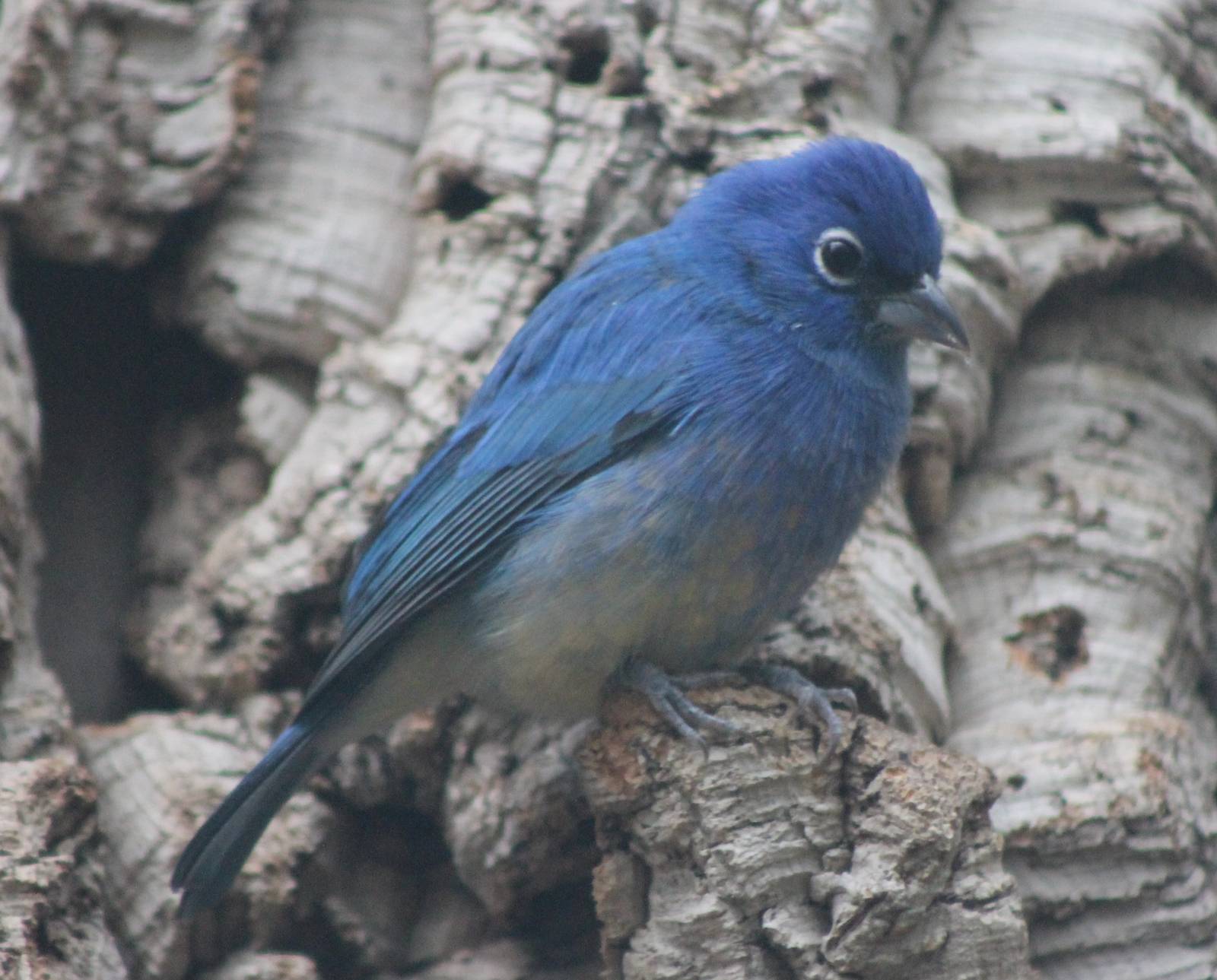 Rose-bellied bunting aka Rosita's bunting male