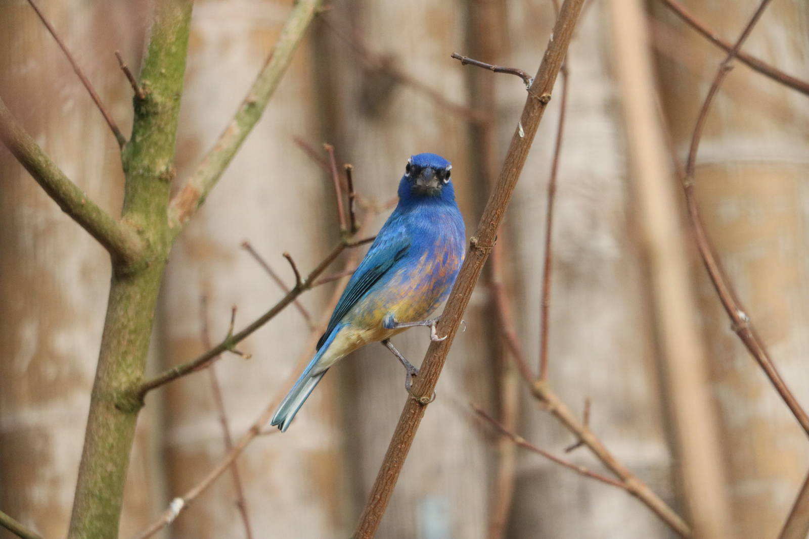 Rose-bellied bunting, February 2016