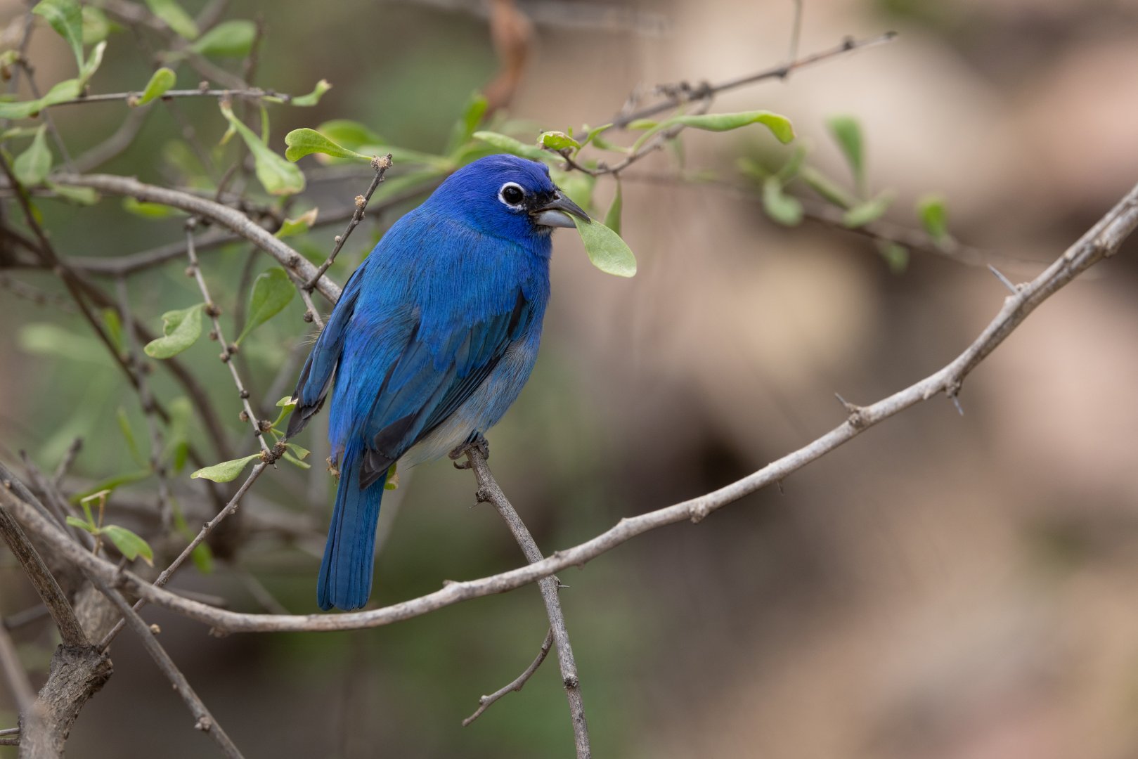 Rose-bellied Bunting (Passerina rositae) - Desert