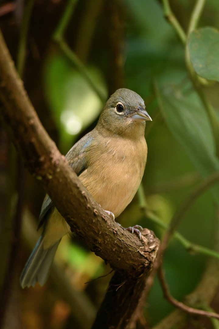 Rose-bellied Bunting Passerina rositae