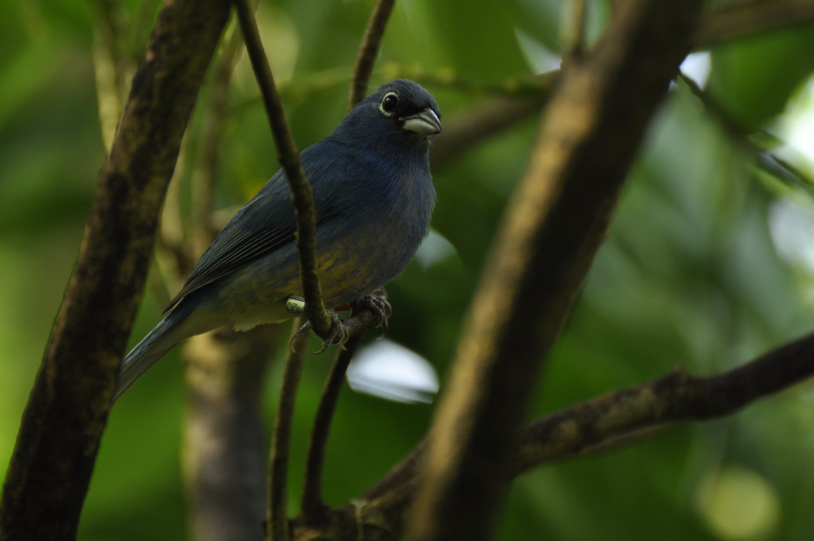 Rose-bellied Bunting Passerina rositae