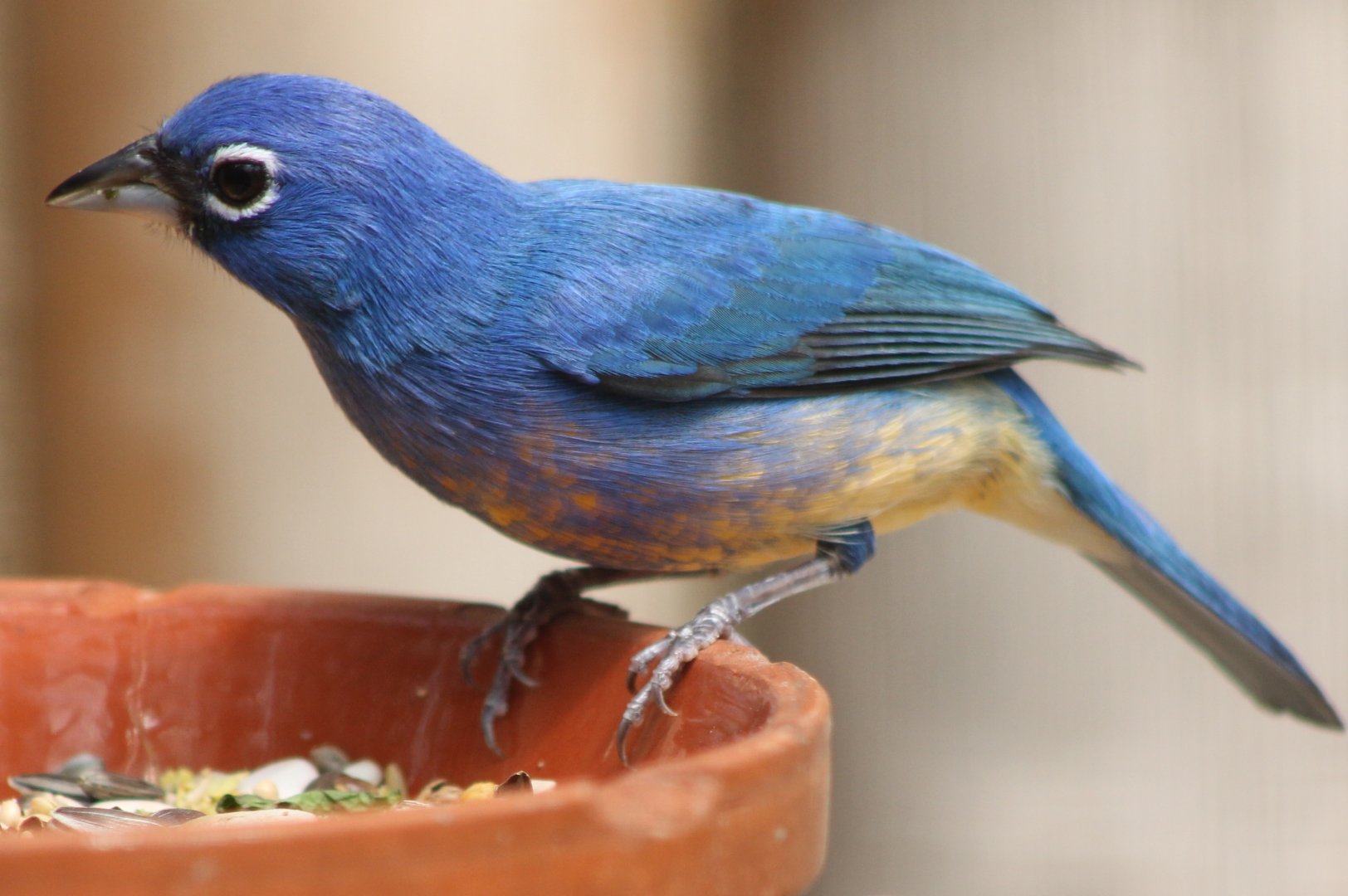 Rose-bellied bunting