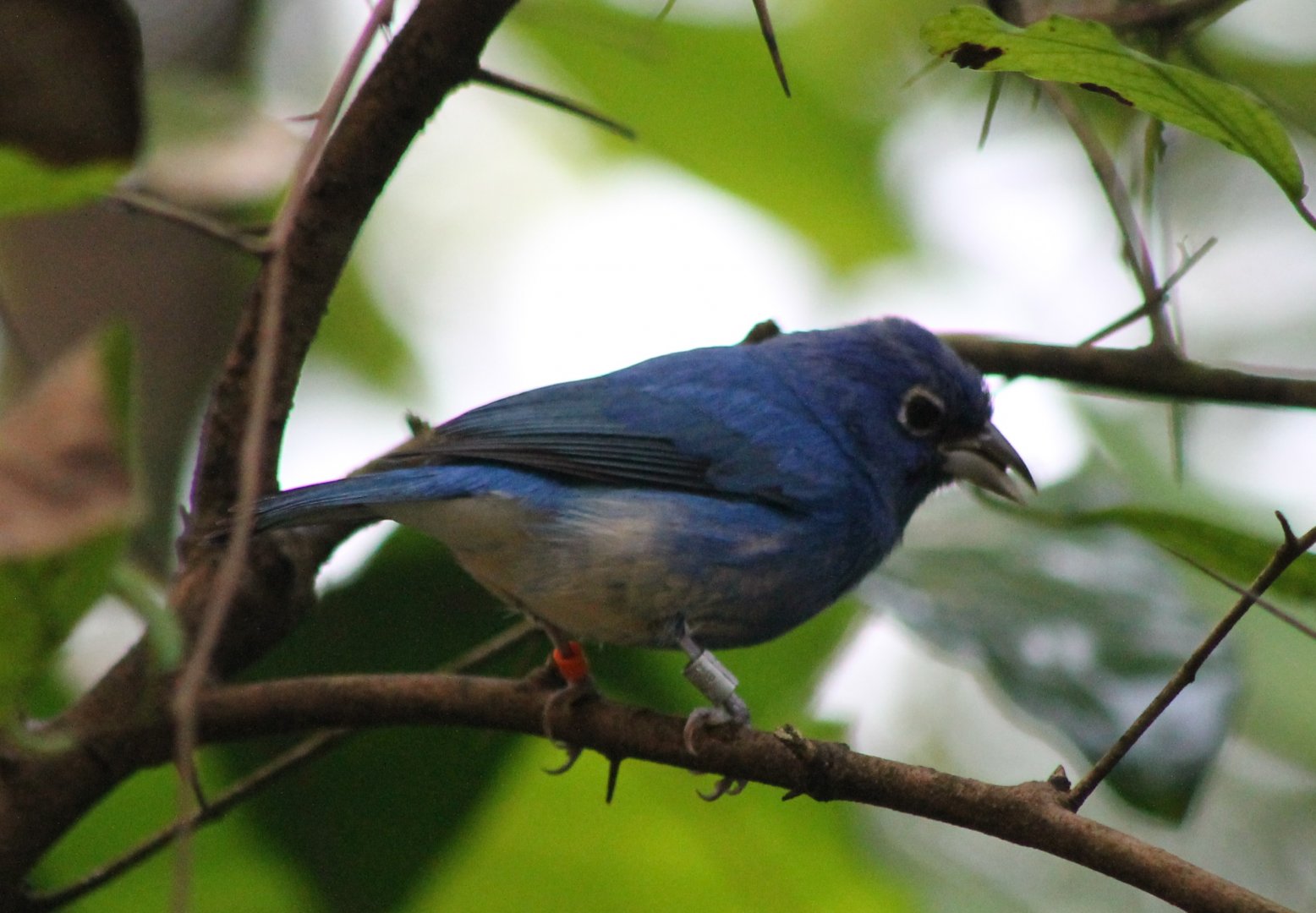 Rose-bellied bunting
