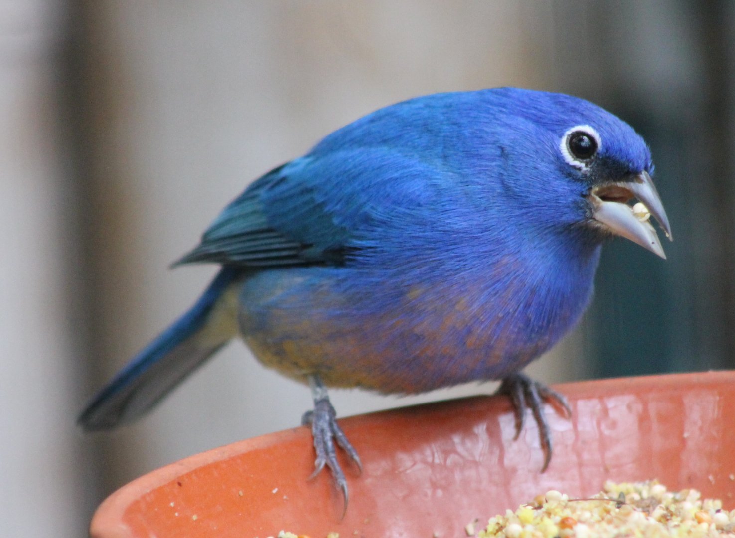 Rose-bellied bunting