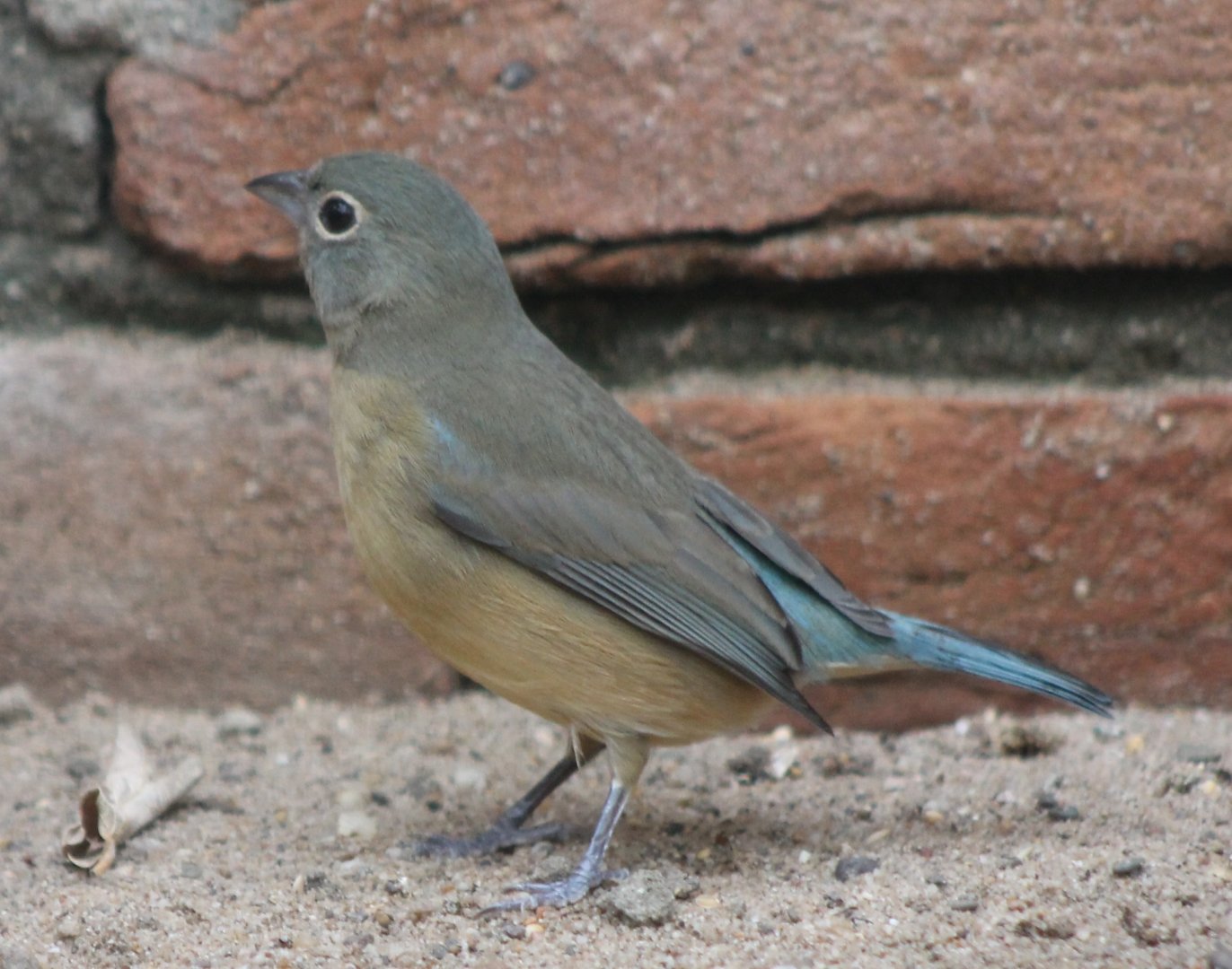 Rose-bellied bunting