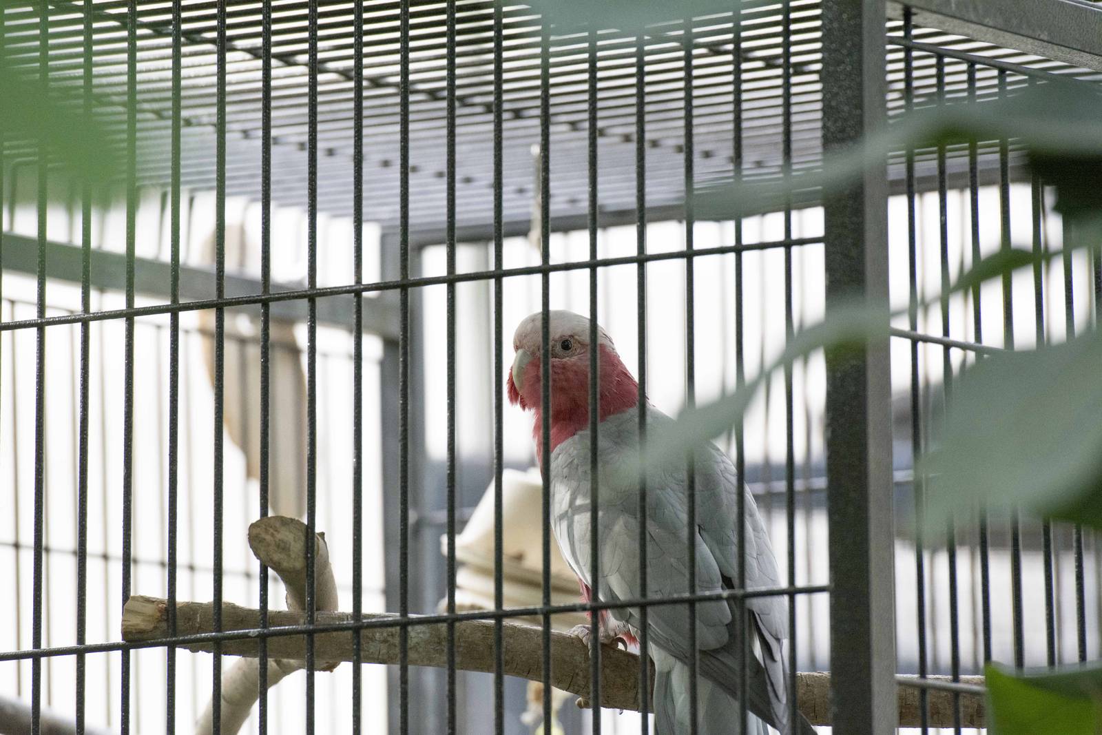 Rose-Breasted Cockatoo