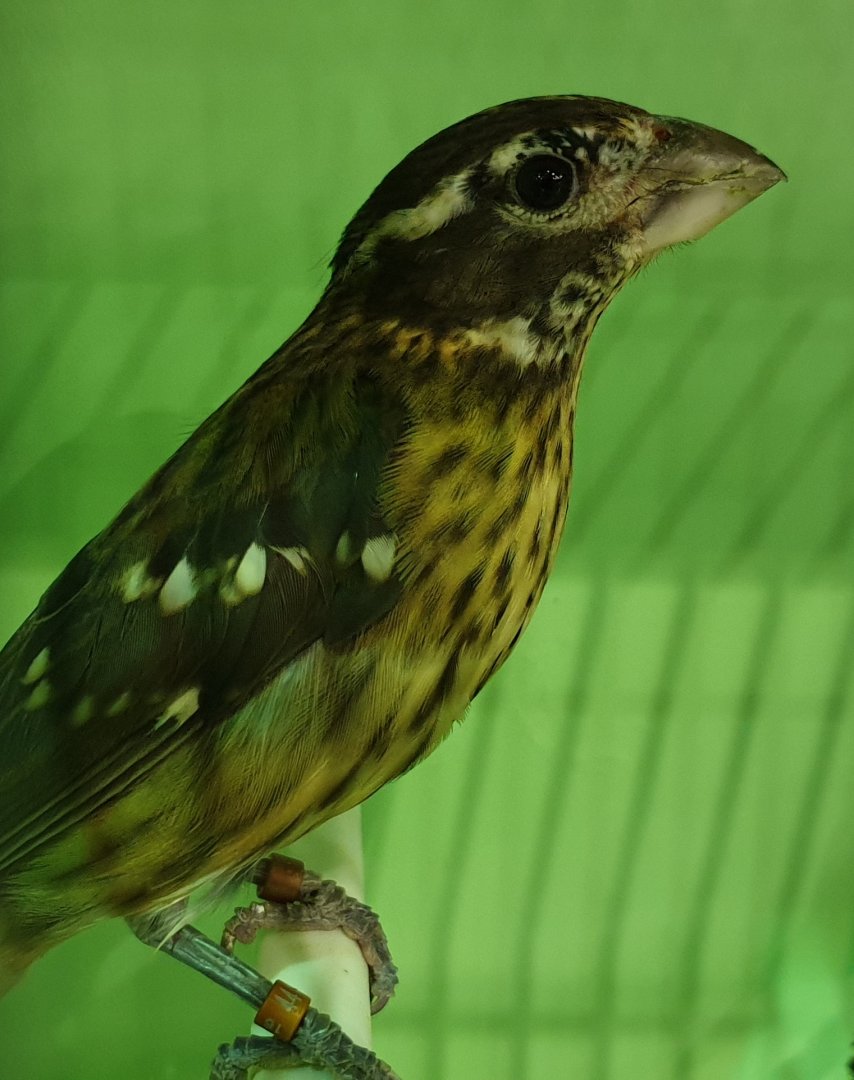 Rose-breasted grosbeak - female