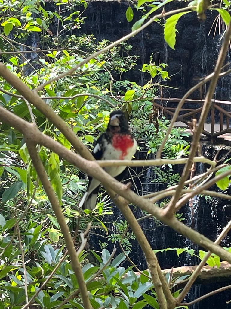 Rose breasted grosbeak male in the Aviario