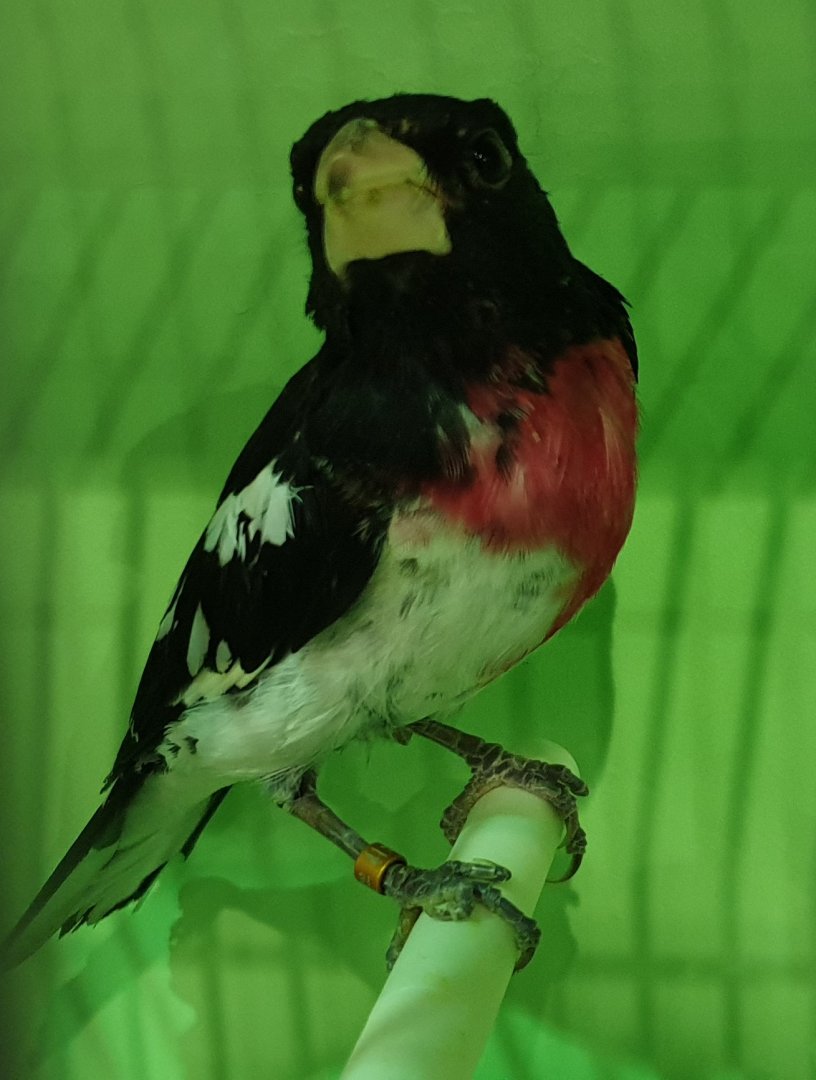 Rose-breasted grosbeak - male