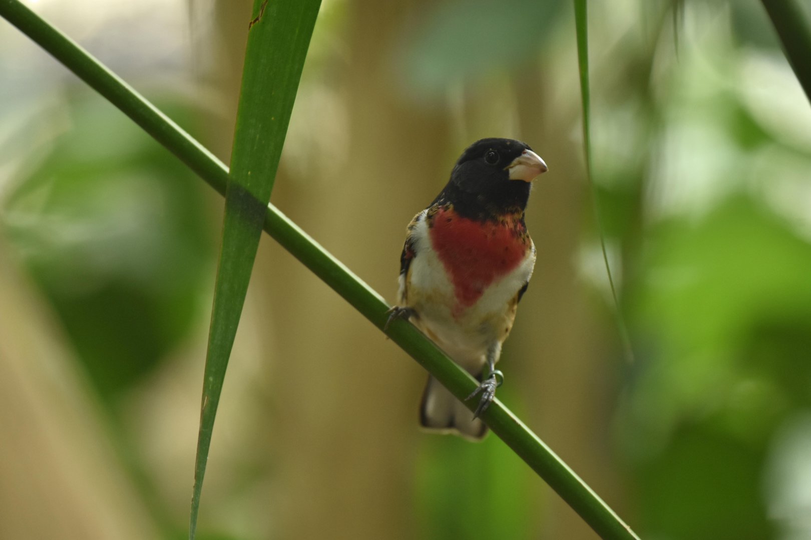 Rose-breasted grosbeak (Pheucticus ludovicianus)
